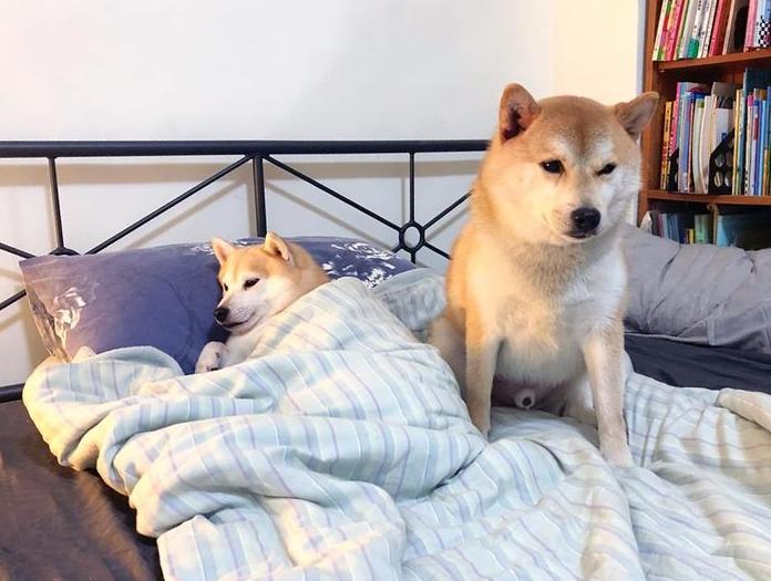 柴犬被罵心中不滿，躲進魚缸內玩失蹤，主人找到時牠都睡著了