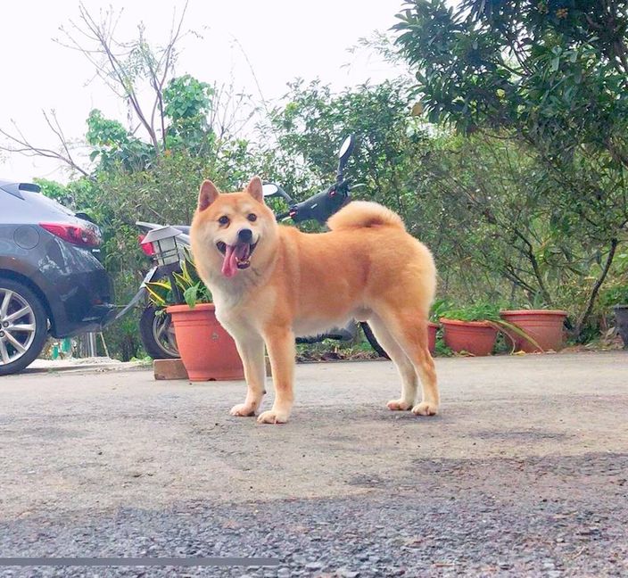 柴犬被罵心中不滿，躲進魚缸內玩失蹤，主人找到時牠都睡著了