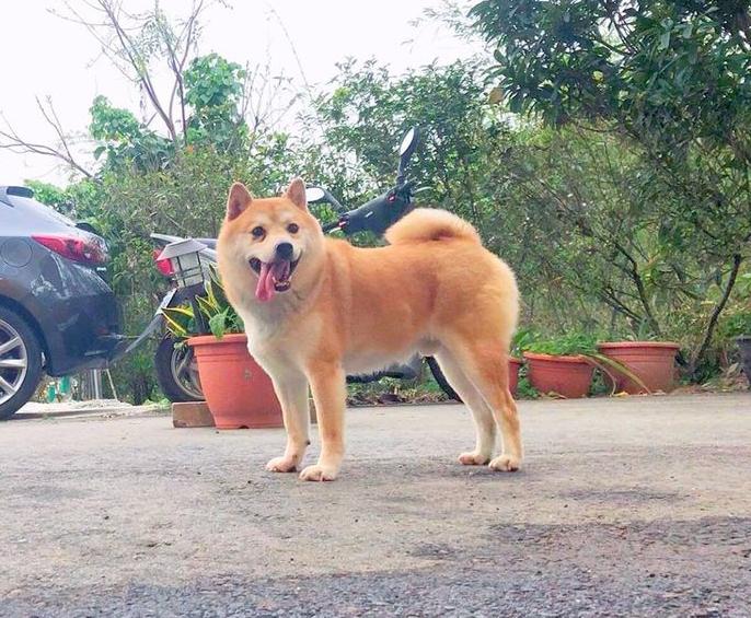 柴犬被罵心中不滿，躲進魚缸內玩失蹤，主人找到時牠都睡著了