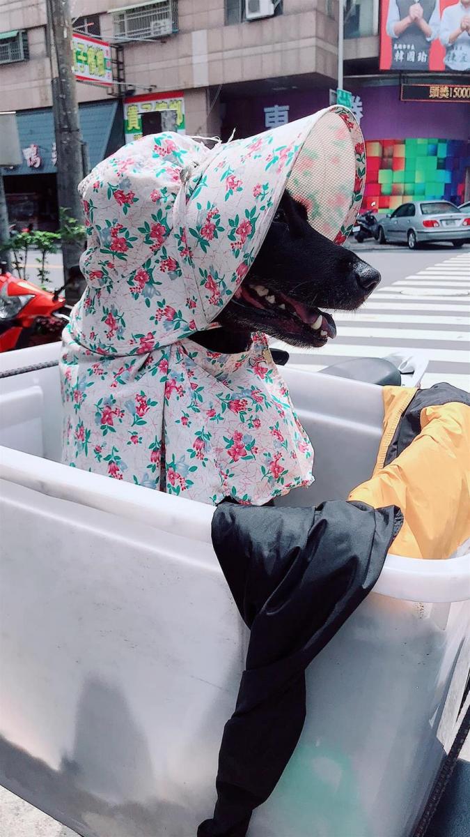阿伯「打造專屬座位」載老伴！「小碎花背影」一轉身網笑：阿嬤曬黑了啦