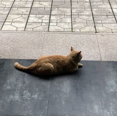 隨手餵了流浪貓，它每天都來幫忙做生意，老闆：生意好了10倍