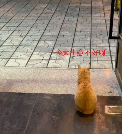 隨手餵了流浪貓，它每天都來幫忙做生意，老闆：生意好了10倍