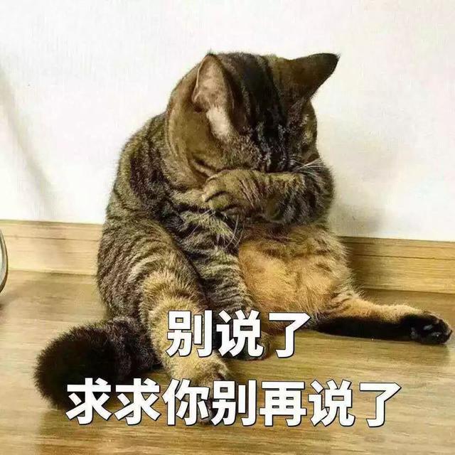狸花貓鑽狗洞被卡住，細查才知重到20公斤，曾藏身於狗糧倉庫！
