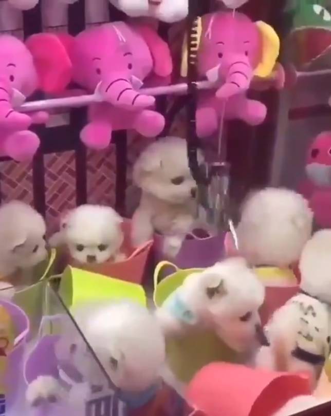 活生生的狗當獎品！　殘忍夾娃娃機遭眾人撻伐