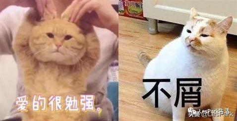這兩種類型的女朋友，你更偏好哪一個？