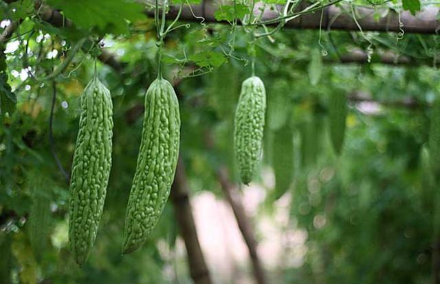 實苦回甘，君子苦瓜——聊聊苦瓜的美食烹飪歷程