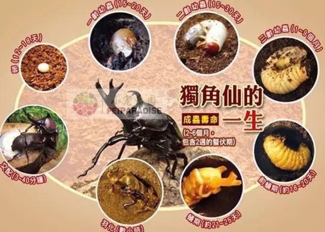日本妹野外腐木發現巨型幼蟲，回家飼養長大後驚喜來了