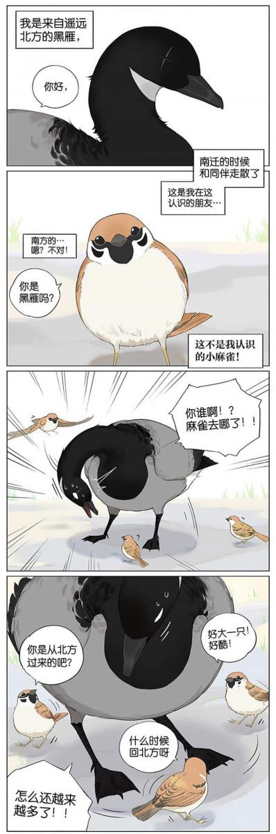 當北方的黑雁遇上南方的麻雀　「讓心融化的」超萌漫畫誕生！竟然因為鳥類心動了～