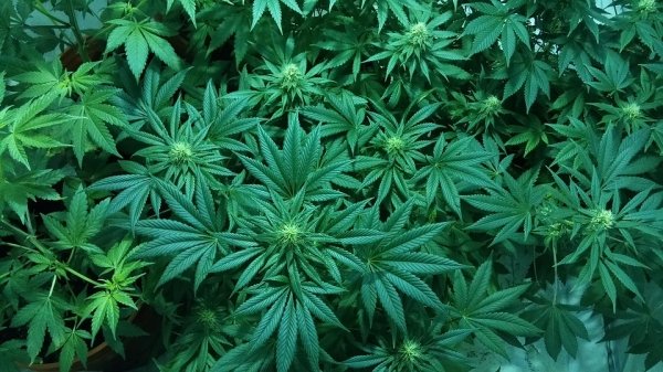 14種常見物質的「早一步上天堂份量」　狂灌咖啡不小心死.神就會找上門！
