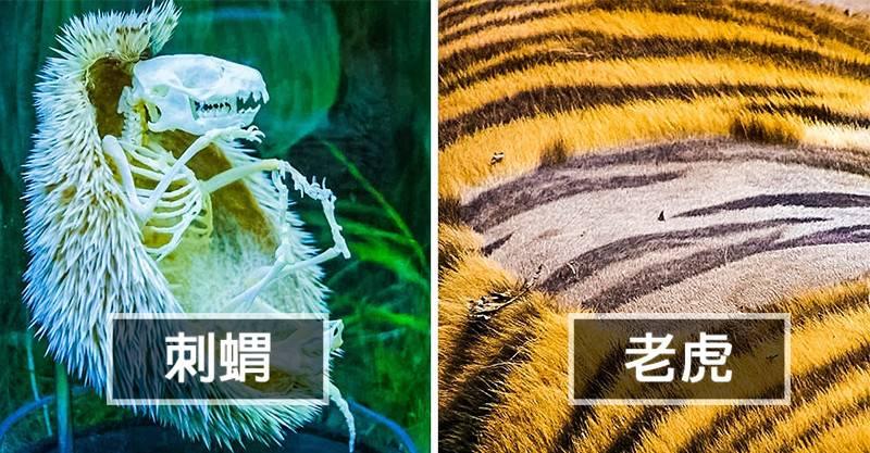 23張「人類一生只有5%機率親眼看到」的超稀奇照片　比硬幣還小的蛇！