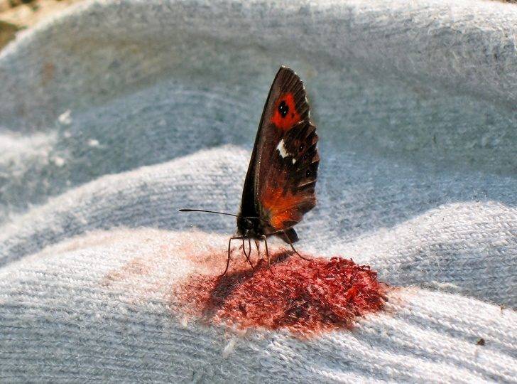 13個可以「幫你多開發5%大腦」的超狂事實　蝴蝶有「超暗黑本性」比吸血鬼還可怕！