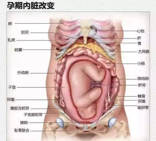 胎寶寶越來越大，媽媽的內臟都被擠到哪裡去了？看完趕緊抱抱老婆
