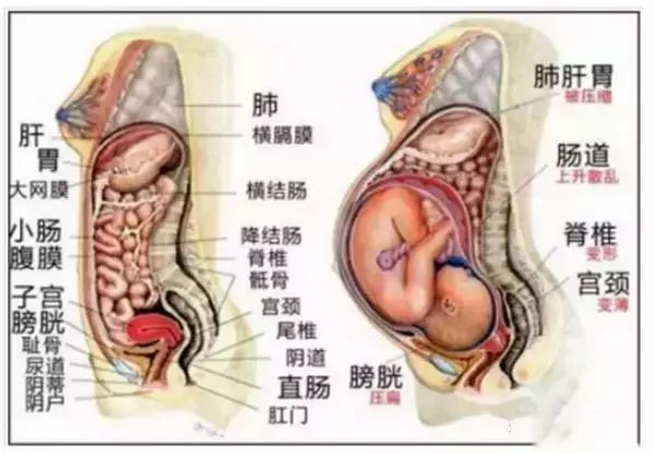 胎寶寶越來越大，媽媽的內臟都被擠到哪裡去了？看完趕緊抱抱老婆