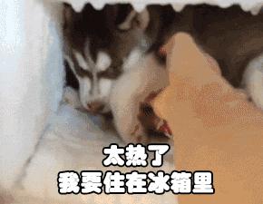 雪糕測評 | 這些低價雪糕買一冰箱都不心疼
