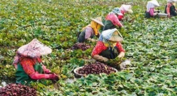 醫生警告: 4樣食物隱藏大量寄生蟲，開水都煮不爛，別再嘴饞了！