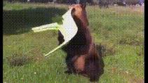 11張網友們超有創意的搞笑動圖！