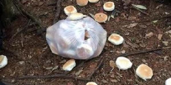 你在山上看過「被丟棄的麵包」嗎？ 神人解惑：千萬不要撿！ 網友發毛：原來是這樣...