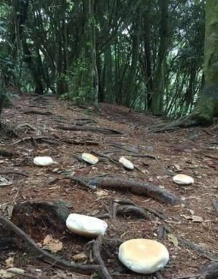 你在山上看過「被丟棄的麵包」嗎？ 神人解惑：千萬不要撿！ 網友發毛：原來是這樣...