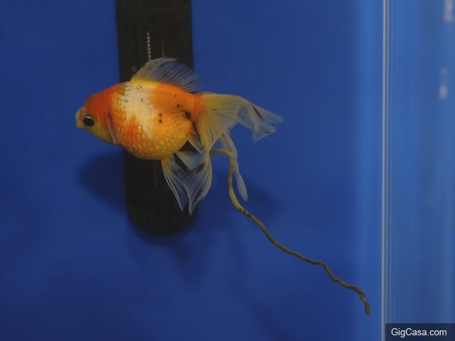19個「只有大人看《小美人魚》」才會提出的疑問！這根本是來毀童年的！