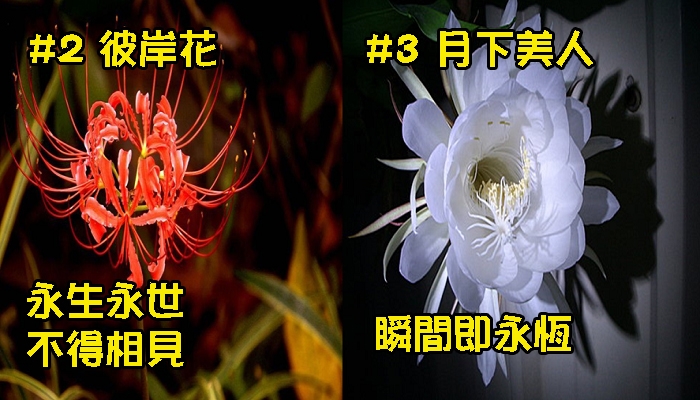 世界排名10大最悲傷的花語,讓我們一起來看看吧！