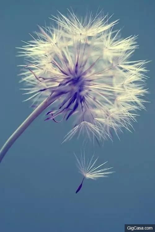 世界排名10大最悲傷的花語,讓我們一起來看看吧！