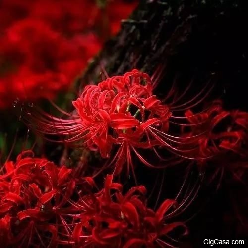 世界排名10大最悲傷的花語,讓我們一起來看看吧！