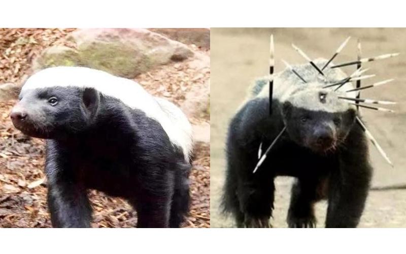 被自己蠢死的動物...「因為智商太低」幾乎被滅絕！連保育人員都崩潰嘆：真傻