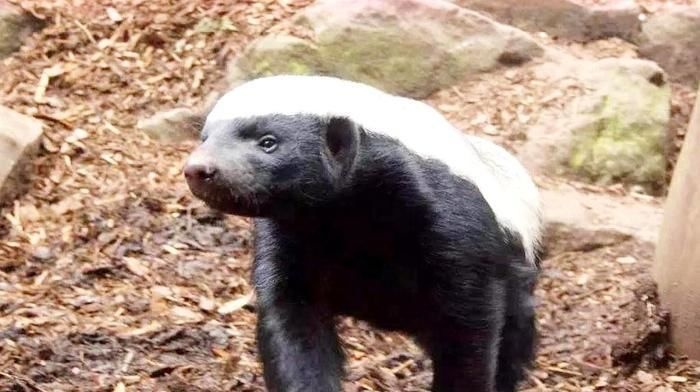 被自己蠢死的動物...「因為智商太低」幾乎被滅絕！連保育人員都崩潰嘆：真傻