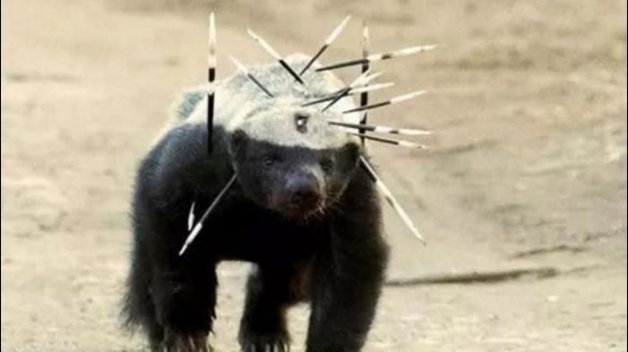 被自己蠢死的動物...「因為智商太低」幾乎被滅絕！連保育人員都崩潰嘆：真傻