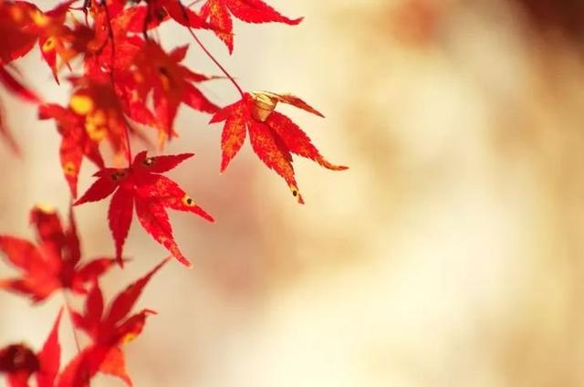 超凖！六朵花中選一朵，立馬看穿你的事業、婚姻和人生