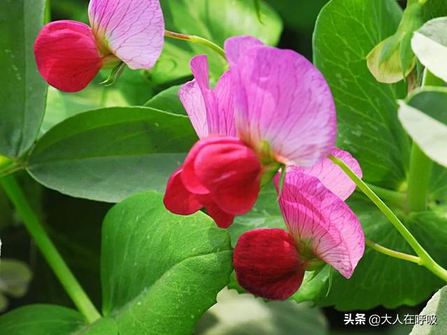 「早安心語」最好的愛，是一生；最好的情，是懂得