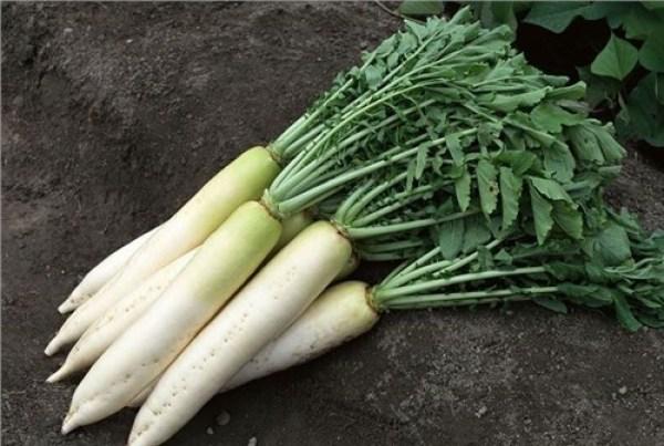 為你介紹幾款慢性胃痛食療方