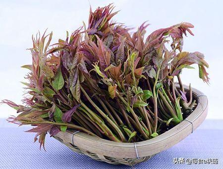 香椿為「樹上蔬菜」，豐富營養與藥用價值常使人們食而不忘!