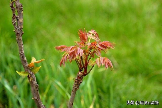 香椿為「樹上蔬菜」，豐富營養與藥用價值常使人們食而不忘!