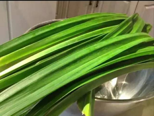 斑斕葉這樣煮，可降尿酸，治痛風，去肝火，還能排毒治肝炎！功效非常多