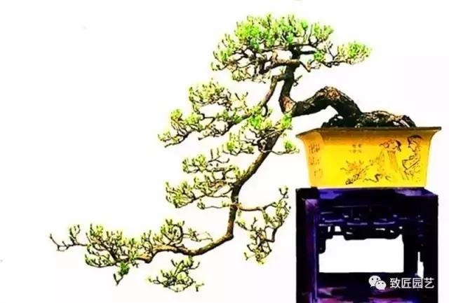 徽派樹樁盆景游龍式造型方法