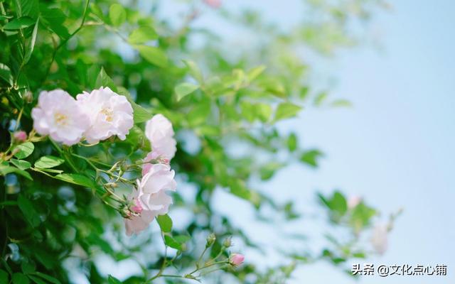 十首清新唯美詩詞：夏日漫漫，歲月悠悠，不急不躁，無憂亦無愁