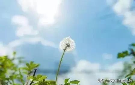 一種「天然抗生素」，它的3大功效+10大黃金搭配，需要你知道