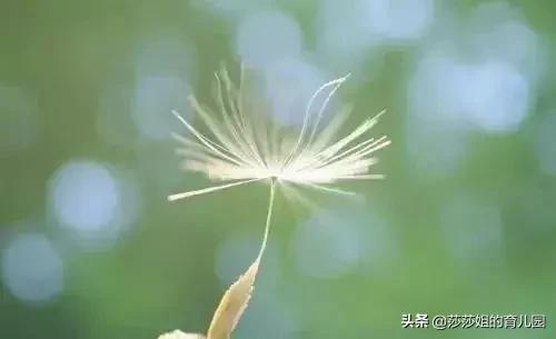 一種「天然抗生素」，它的3大功效+10大黃金搭配，需要你知道