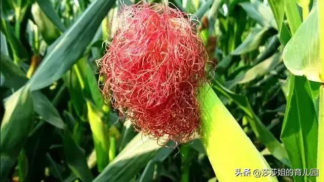 一種「天然抗生素」，它的3大功效+10大黃金搭配，需要你知道
