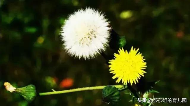 一種「天然抗生素」，它的3大功效+10大黃金搭配，需要你知道