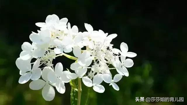 一種「天然抗生素」，它的3大功效+10大黃金搭配，需要你知道
