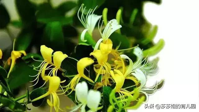 一種「天然抗生素」，它的3大功效+10大黃金搭配，需要你知道