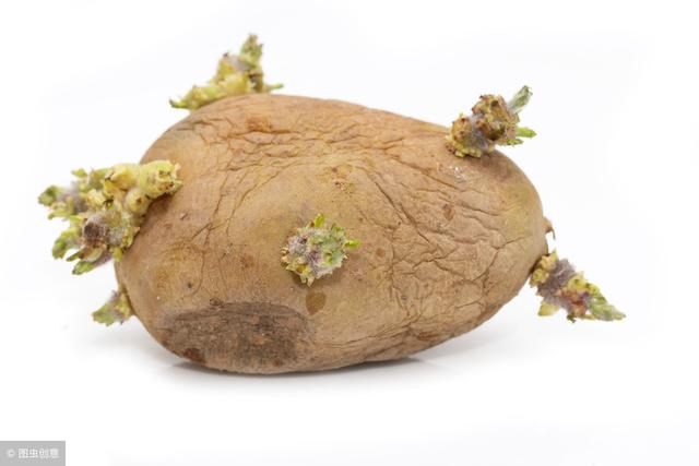 發芽的土豆還能吃嗎？醫生詳細解說，愛吃土豆的您不妨來了解