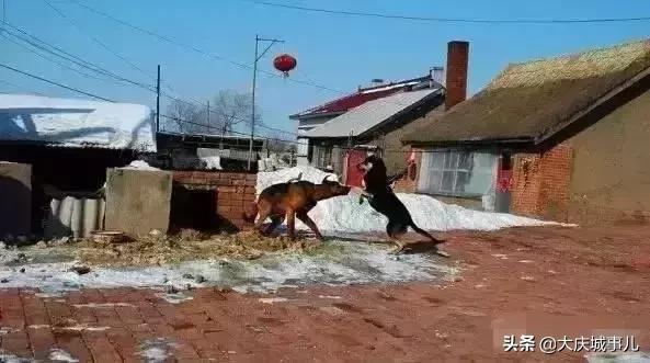 難忘的東北林區老房子和房子裡生活的記憶
