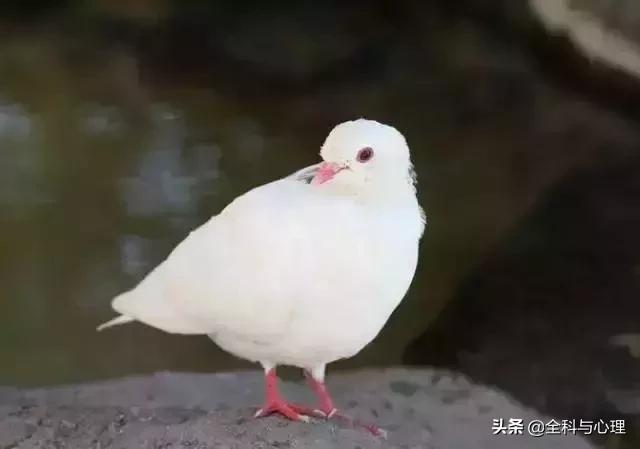 6.6一隻鴿子告訴你,什麼叫珍惜(說的真好)