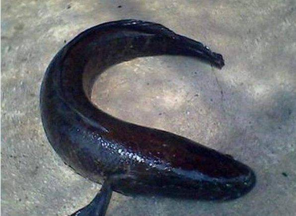 女子河邊洗衣服，遇條黑魚爬上岸，魚道一語，女子回村綁抓了丈夫