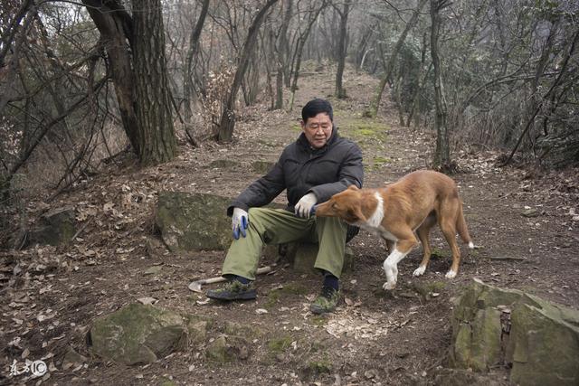 清明給父親上墳，發現父親墳前有條黃色死狗