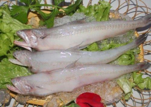5種「被顏值拖後腿」的海魚，味道好性價比高，全買的會過日子