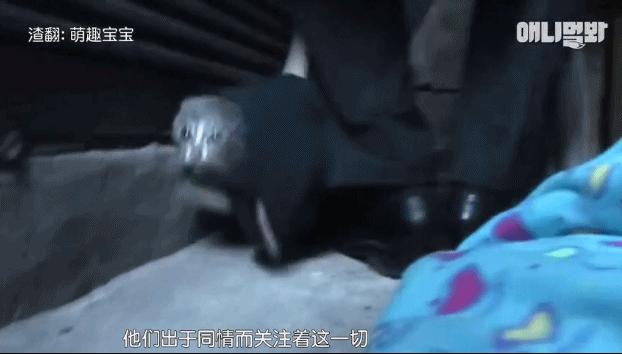 小貓不知媽媽死了，把撿到的肉餵給媽媽，自己胃裡全是石頭跟樹枝